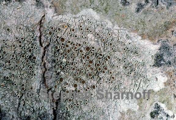 lecanora allophana 3 graphic