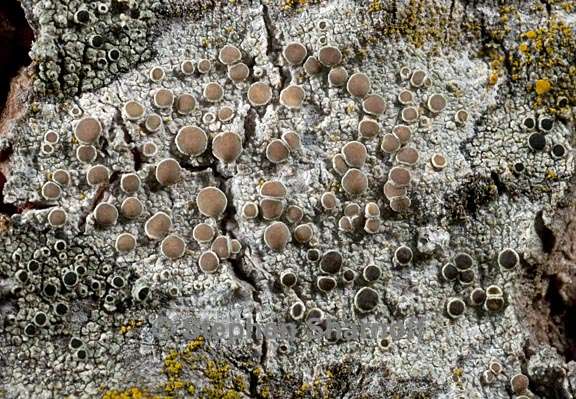 lecanora allophana 4 graphic