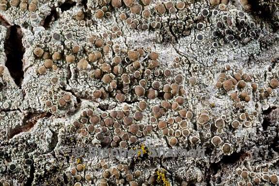 lecanora allophana 6 graphic