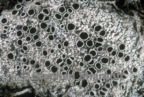 lecanora argentea graphic