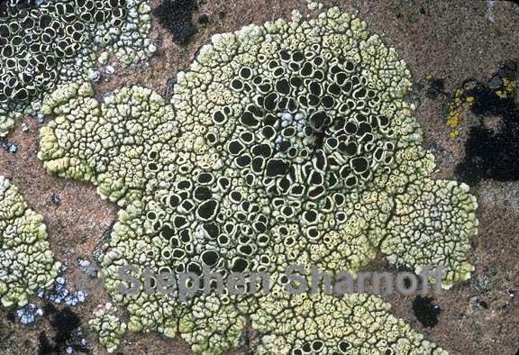 lecanora argopholis 1 graphic