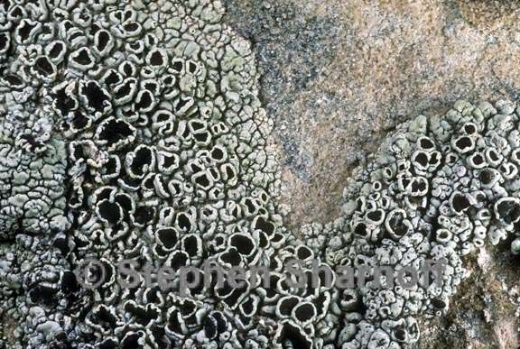 lecanora argopholis 2 graphic