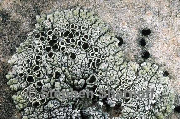 lecanora argopholis 3 graphic