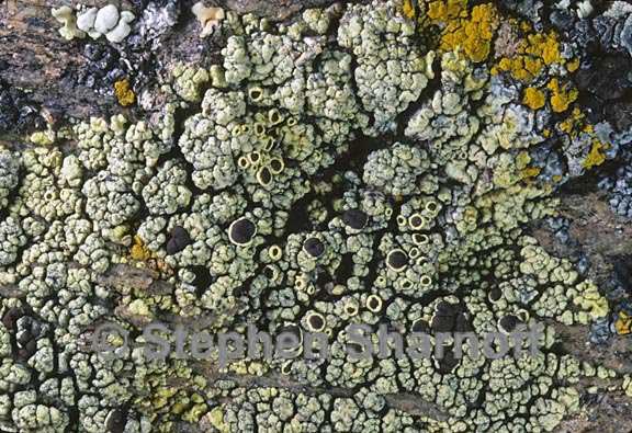 lecanora argopholis 4 graphic