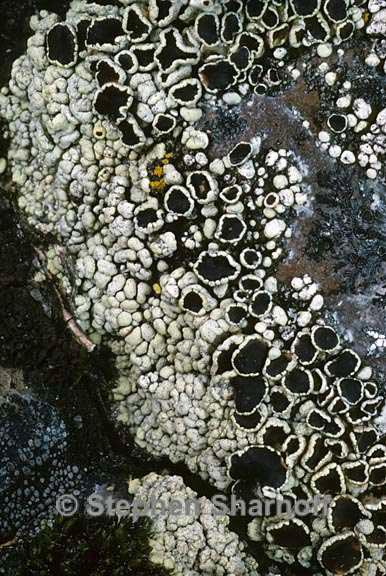 lecanora argopholis 5 graphic