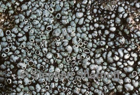 lecanora argopholis 6 graphic