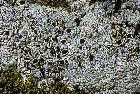 lecanora argopholis group 1 graphic