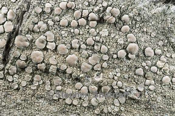 lecanora caesiorubella 3 graphic