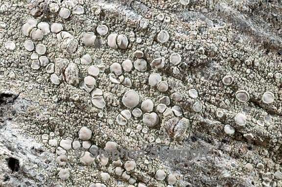 lecanora caesiorubella 4 graphic