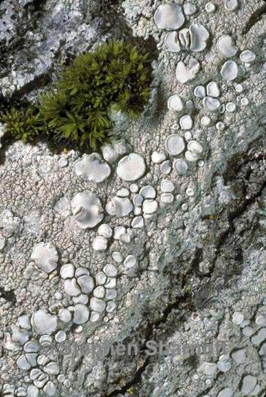 lecanora caesiorubella merrillii graphic