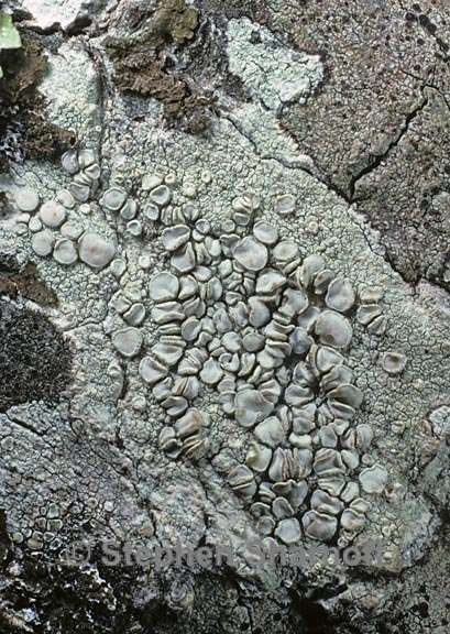 lecanora caesiorubella merrillii 2 graphic