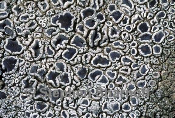 lecanora californica 1 graphic