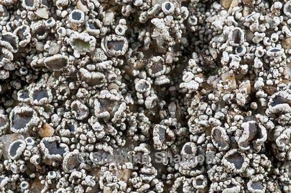 lecanora californica 3 graphic