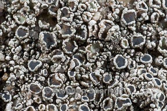 lecanora californica 4 graphic