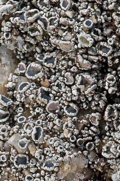 lecanora californica 5 graphic