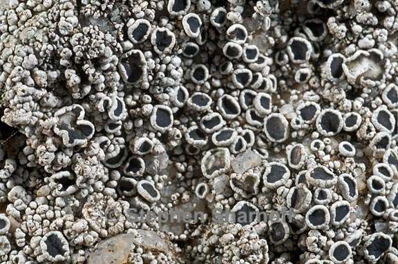 lecanora californica 6 graphic