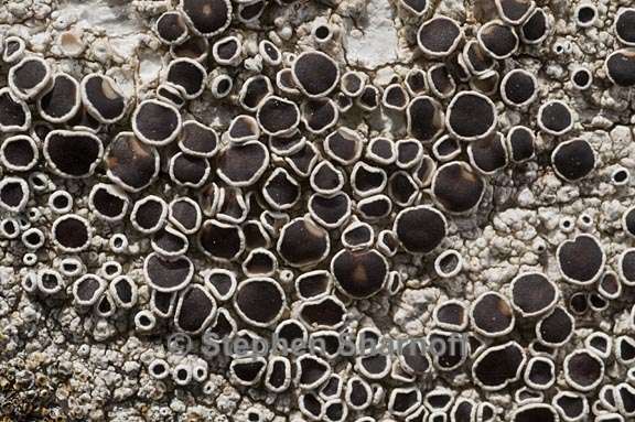 lecanora campestris 1 graphic