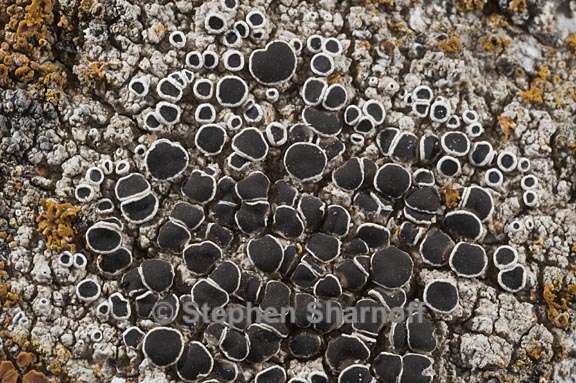 lecanora campestris 3 graphic