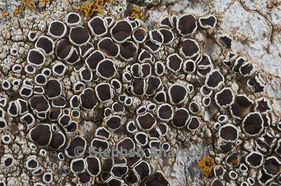 lecanora campestris 4 graphic