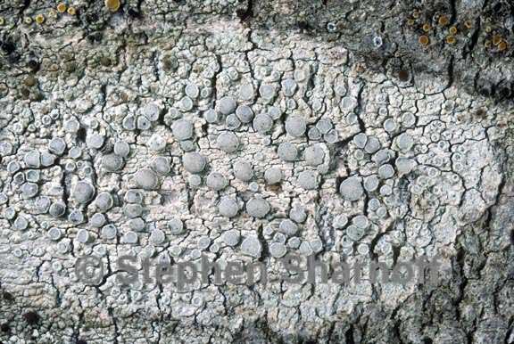 lecanora carpinea graphic