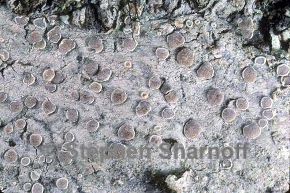 lecanora cateilea graphic