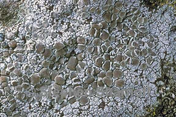 lecanora cenisia 1 graphic