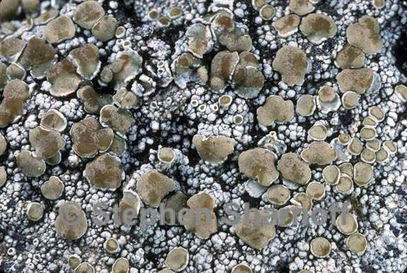 lecanora cenisia 2 graphic