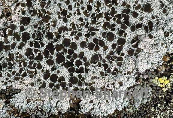 lecanora cenisia 3 graphic