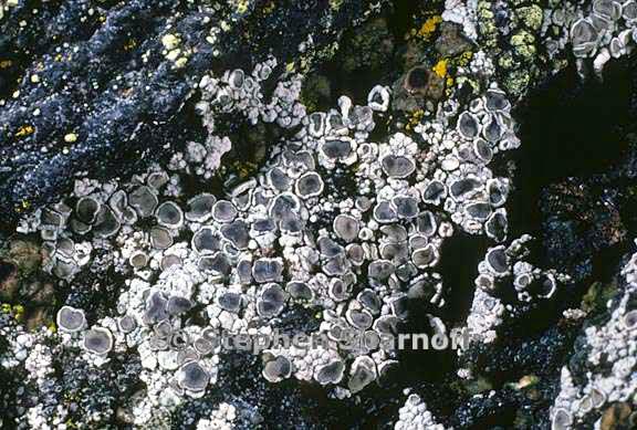 lecanora cenisia 4 graphic