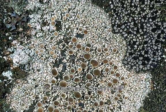 lecanora cenisia 5 graphic