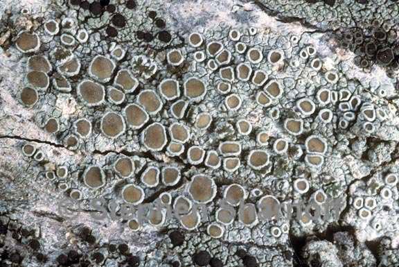 lecanora chlarotera 1 graphic