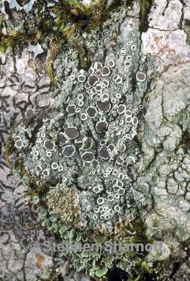 lecanora chlarotera 2 graphic