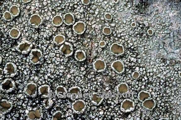 lecanora chlarotera 3 graphic