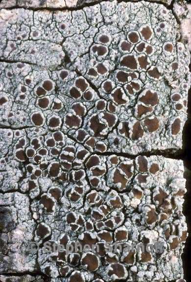 lecanora cinereofusca graphic