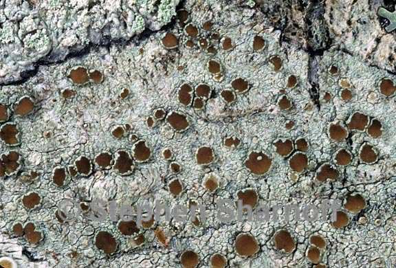 lecanora cinereofusca 2 graphic