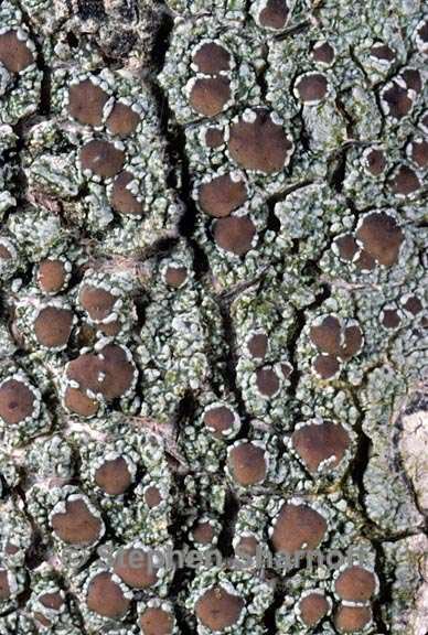 lecanora cinereofusca 3 graphic