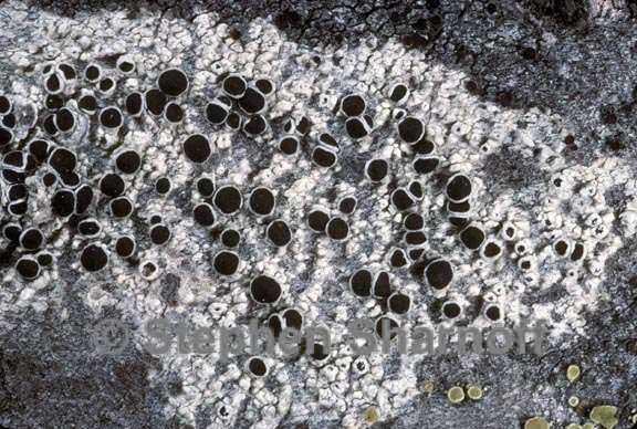 lecanora circumborealis 1 graphic