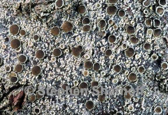 lecanora circumborealis 3 graphic