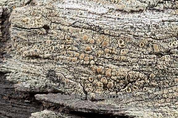 lecanora confusa 6 graphic