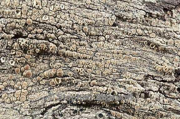 lecanora confusa 7 graphic