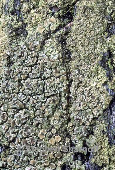 lecanora conizaeoides graphic