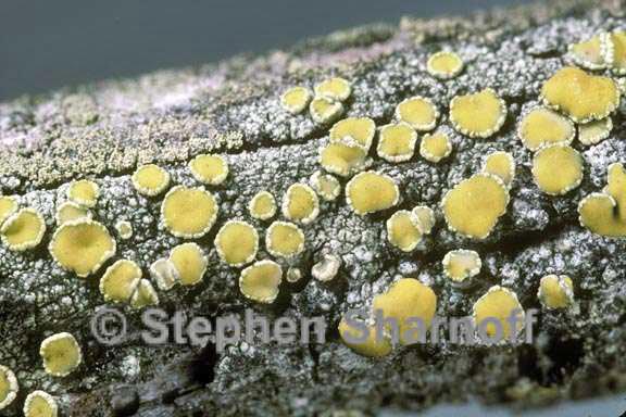 lecanora cupressi 1 graphic