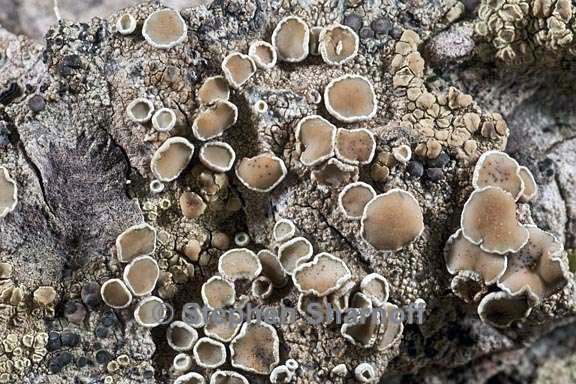 lecanora demosthenesii 1 graphic