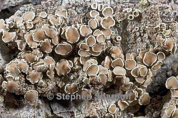 lecanora demosthenesii 3 graphic