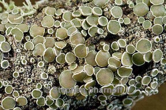 lecanora demosthenesii 5 graphic