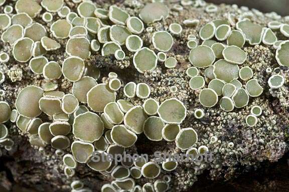 lecanora demosthenesii 6 graphic