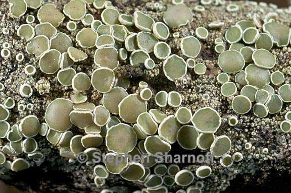 lecanora demosthenesii 7 graphic