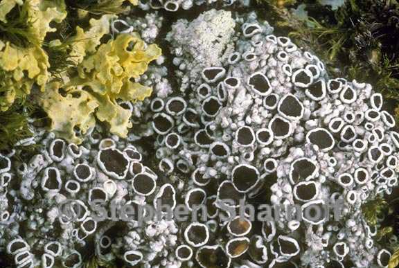 lecanora epibryon 2 graphic