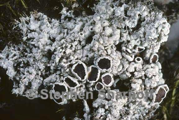 lecanora epibryon 3 graphic