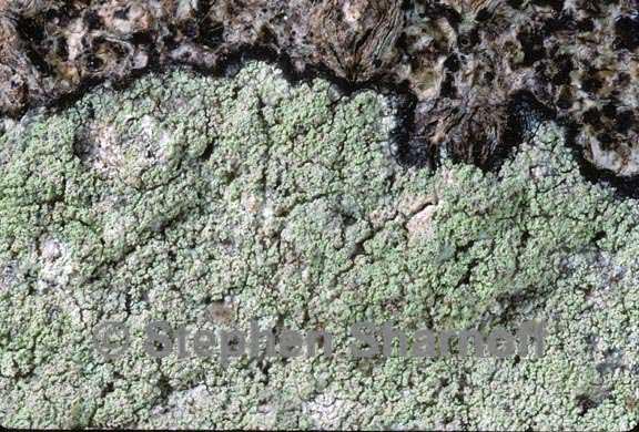 lecanora farinaria graphic